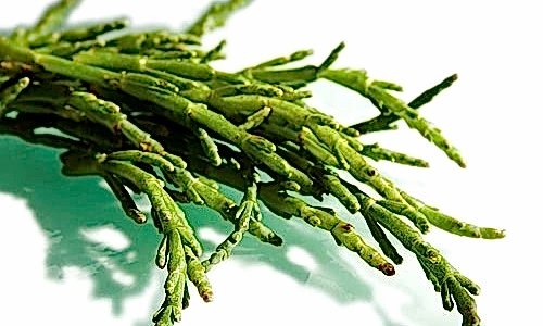 deniz börülcesi salatası